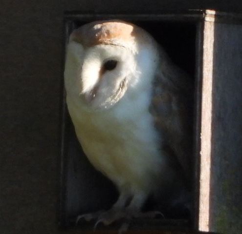   Barn Owl